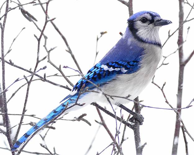 This gorgeous blue jay was courteous enough to pause and stare at me while I took its photo. The bird was out in a snowstorm, and I was in my kitchen, where it was warm, dry and comfortable. This gorgeous blue jay was courteous enough to pause and stare at me while I took its photo. The bird was out in a snowstorm, and I was in my kitchen, where it was warm, dry and comfortable.