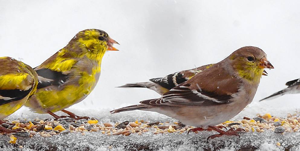 On a snowy April morning, I captured this photo of American goldfinches feeding on the railing of my deck. The two birds on the left are adult males who are beginning to molt into their yellow breeding plumage. To the right is an adult female in her gray plumage. On a snowy April morning, I captured this photo of American goldfinches feeding on the railing of my deck. The two birds on the left are adult males who are beginning to molt into their yellow breeding plumage. To the right is an adult female in her gray plumage.