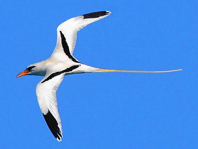 Seen here with wings fixed as it makes a graceful turn back toward The Keep, at the very end of the western end of Bermuda, an adult white-tailed tropicbird is nothing less than a gorgeous fantasy bird. Seen here with wings fixed as it makes a graceful turn back toward The Keep, at the very end of the western end of Bermuda, an adult white-tailed tropicbird is nothing less than a gorgeous fantasy bird.