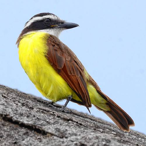 I eventually caught up with this particular bird, which was initially uncooperative, in a secret grotto hidden among some lava rocks. I eventually caught up with this particular bird, which was initially uncooperative, in a secret grotto hidden among some lava rocks.