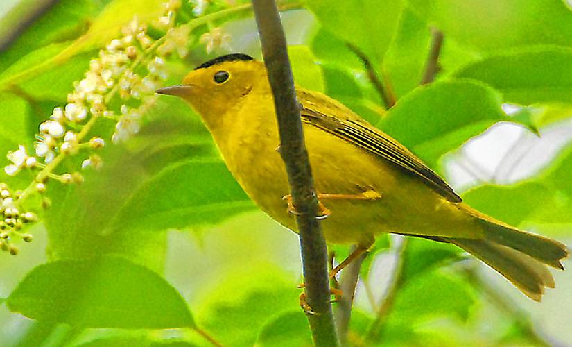 The Wilson’s warbler is a gorgeous little bird that will only be in our area during the last two weeks of May. The Wilson’s warbler is a gorgeous little bird that will only be in our area during the last two weeks of May.