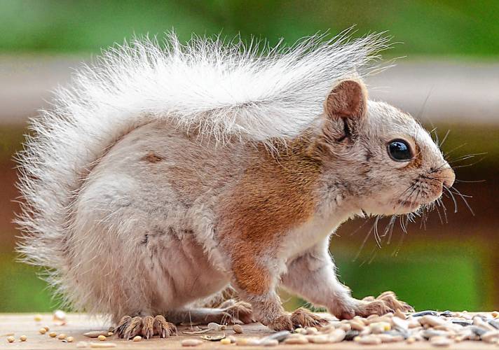 This red squirrel has a condition called leucism, which is a partial loss of pigmentation. An albino squirrel would have red eyes. This red squirrel has a condition called leucism, which is a partial loss of pigmentation. An albino squirrel would have red eyes.