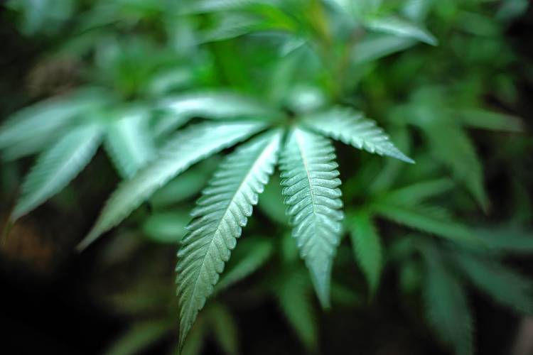 Cannabis Cannabis