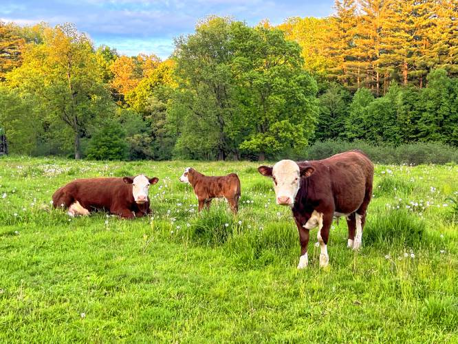 A cow, a calf and a bull rest in a Northfield field recently. A cow, a calf and a bull rest in a Northfield field recently.