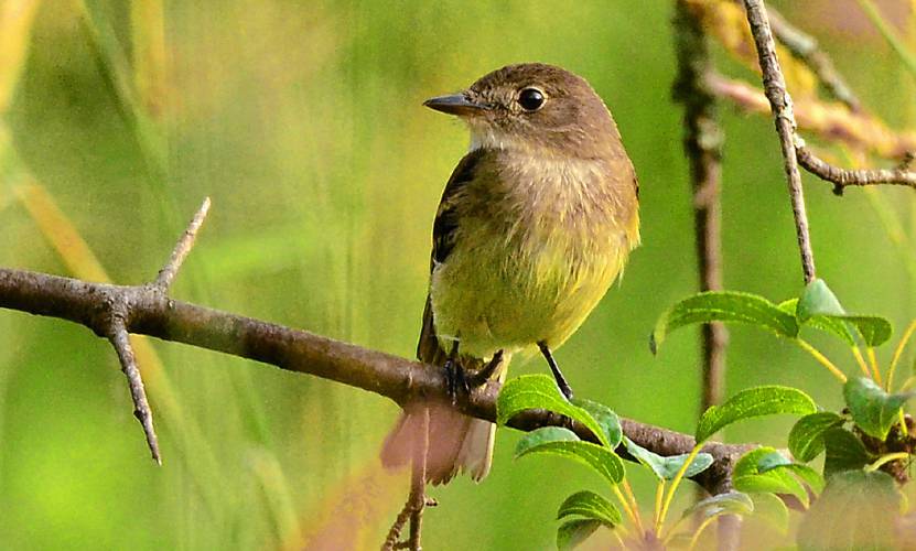 This adult male Alder Flycatcher landed in front of me and sang his quiet little song. Finally! This adult male Alder Flycatcher landed in front of me and sang his quiet little song. Finally!