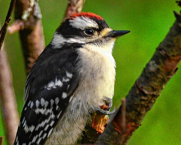 This fledgling downy woodpecker can be identified as a little male by the red cap on his head. He actually started to take a nap while sitting just 12 feet away from me. This fledgling downy woodpecker can be identified as a little male by the red cap on his head. He actually started to take a nap while sitting just 12 feet away from me.