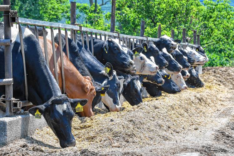 These cows munch on silage at Bar-Way Farm in Deerfield recently. These cows munch on silage at Bar-Way Farm in Deerfield recently.
