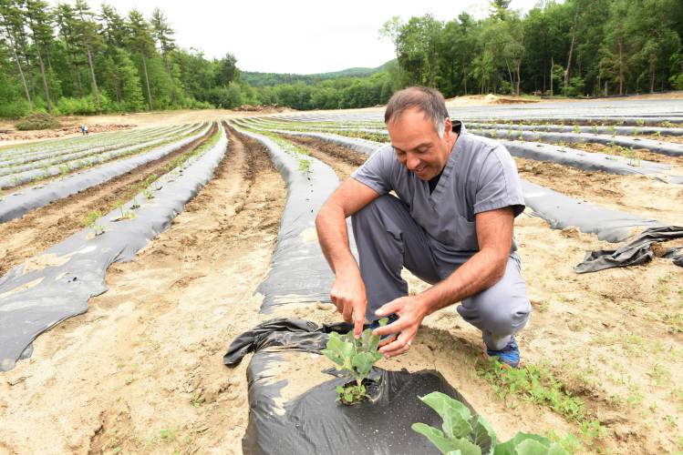 Dr. James Arcoleo, pictured at Falls Farm in 2021. Following wetlands violations and erosion that stemmed from tree clearing on 3 acres of land, Arcoleo is continuing to discuss a restoration and mitigation plan with town officials in Sunderland and Montague. Dr. James Arcoleo, pictured at Falls Farm in 2021. Following wetlands violations and erosion that stemmed from tree clearing on 3 acres of land, Arcoleo is continuing to discuss a restoration and mitigation plan with town officials in Sunderland and Montague.