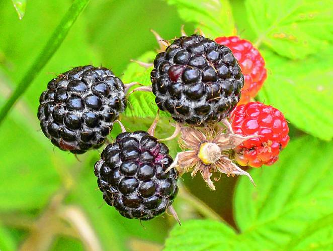 Growing unnoticed in a patch of vegetation that had been spared the mower, this beautiful group of wild black raspberries may be the beginning of a managed berry patch in the future. Growing unnoticed in a patch of vegetation that had been spared the mower, this beautiful group of wild black raspberries may be the beginning of a managed berry patch in the future.