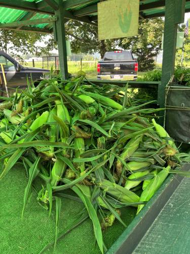 J & J Farms’ “super sweet” corn is a major draw for their farm stand at 324 Meadow St. in Amherst.