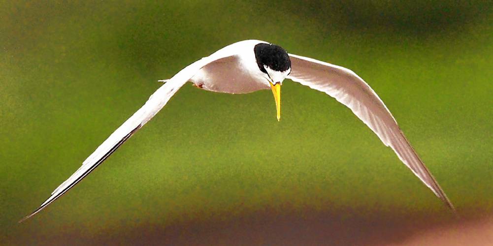 Other than its extremely small size, the features that can help you identify a Least Tern are its white forehead and yellow beak. Other than its extremely small size, the features that can help you identify a Least Tern are its white forehead and yellow beak.