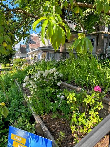 Not long after acquiring their Franklin Street property in Greenfield, Dawn Kennedy and Margo Townley transformed their front yard into an oasis with terraced beds, peach trees, and plants for pollinators to feast on.