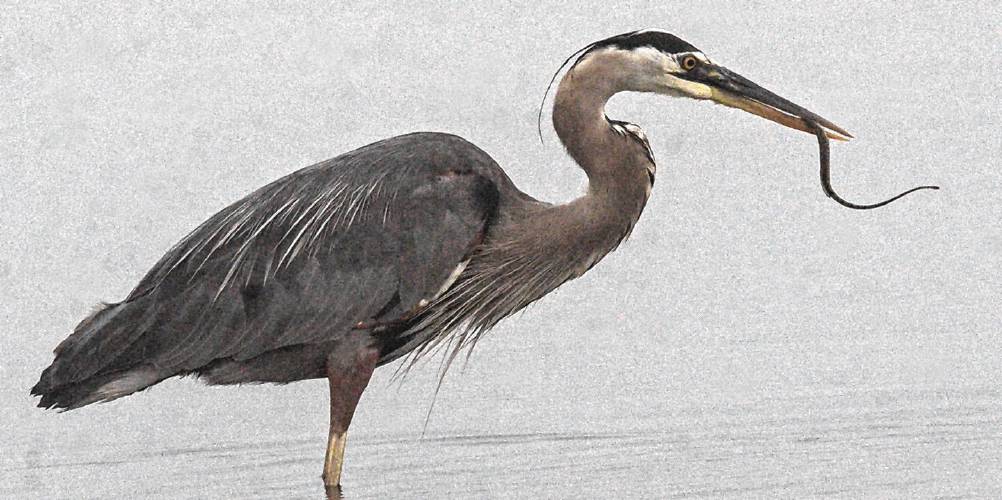 An adult great blue heron wrangles with a slender and wiggly northern pipefish. An adult great blue heron wrangles with a slender and wiggly northern pipefish.