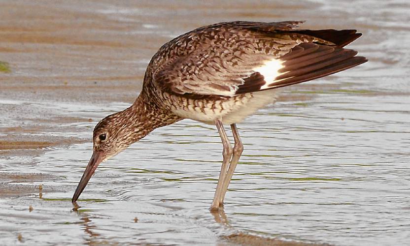 Quietly feeding in the shallow water at First Encounter Beach, this willet casually dropped its wingtips to expose a hint of the white wing bars that are easily seen when the bird is in flight. Quietly feeding in the shallow water at First Encounter Beach, this willet casually dropped its wingtips to expose a hint of the white wing bars that are easily seen when the bird is in flight.