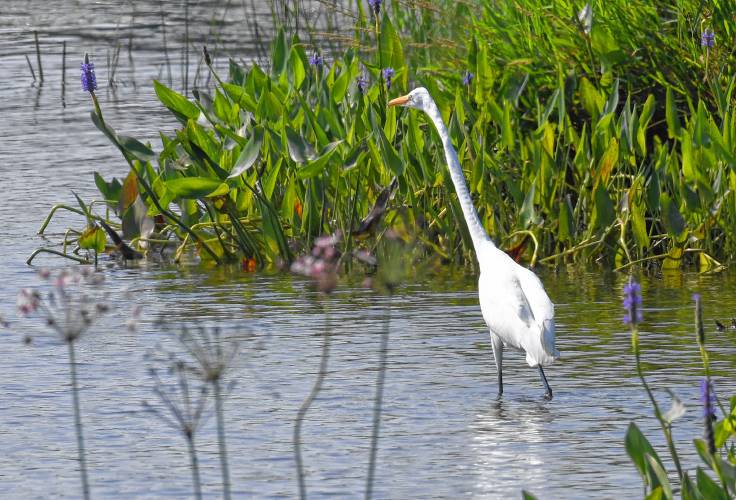 An egret wades in the Turners Falls canal looking for prey. An egret wades in the Turners Falls canal looking for prey.