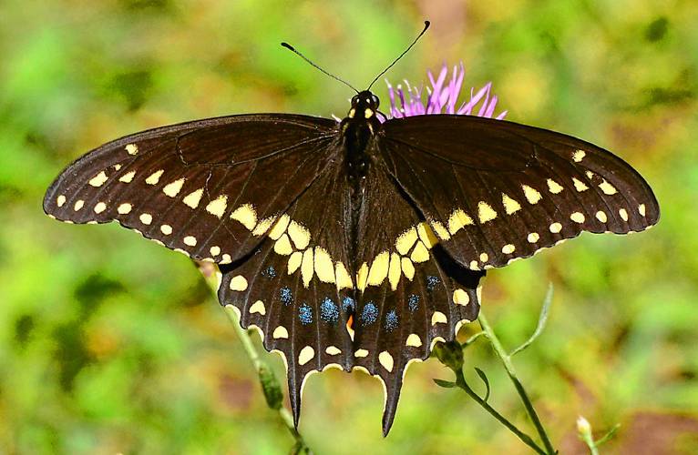 This black swallowtail can be identified as a male because of the two rows of bold yellow spots and the fainter blue splatter marks toward the back of the wings. This black swallowtail can be identified as a male because of the two rows of bold yellow spots and the fainter blue splatter marks toward the back of the wings.