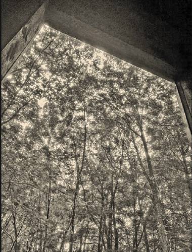 Treetops Treetops