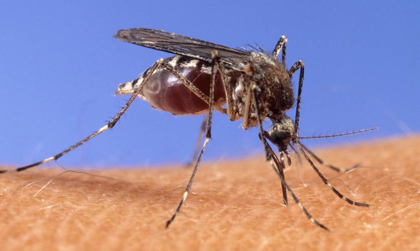 This image provided by the USDA Agricultural Research Service shows a closeup of a mosquito on human skin. This image provided by the USDA Agricultural Research Service shows a closeup of a mosquito on human skin.