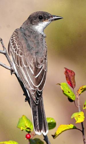 This young-of-the-year eastern kingbird can be identified by its graphite gray feathers and the hint of yellow at the corner of its mouth.