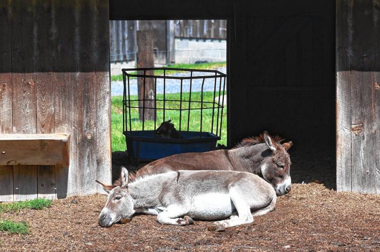 Sicilian donkeys Merlin and Rusty take a siesta in the midday sun at the Diemand Farm in Wendell. Sicilian donkeys Merlin and Rusty take a siesta in the midday sun at the Diemand Farm in Wendell.