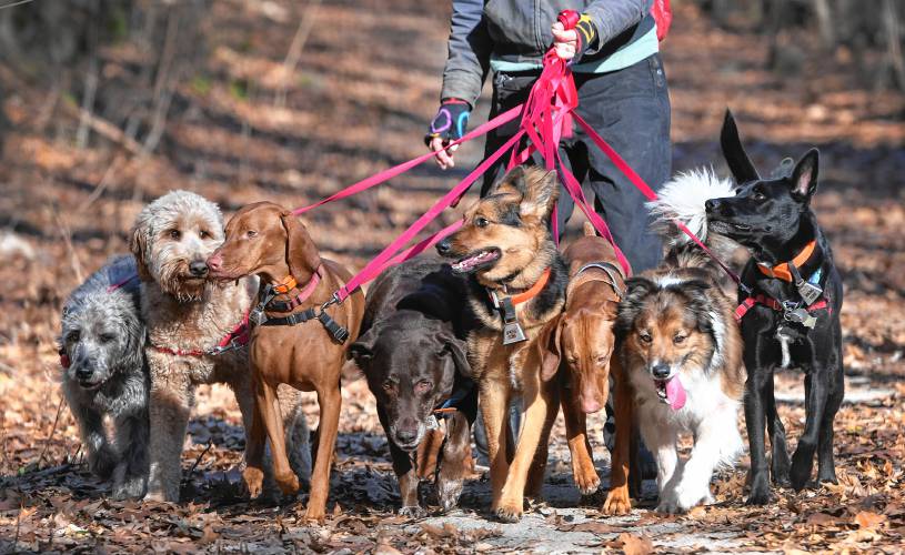 Hiking Paws founder Margot Van Natta takes her eight charges out for fun and fresh air at Temple Woods in Greenfield in 2018. The 13-year-old dog hiking company based in Bernardston is looking for some new canines to join the pack for an hour each week. Hiking Paws founder Margot Van Natta takes her eight charges out for fun and fresh air at Temple Woods in Greenfield in 2018. The 13-year-old dog hiking company based in Bernardston is looking for some new canines to join the pack for an hour each week.
