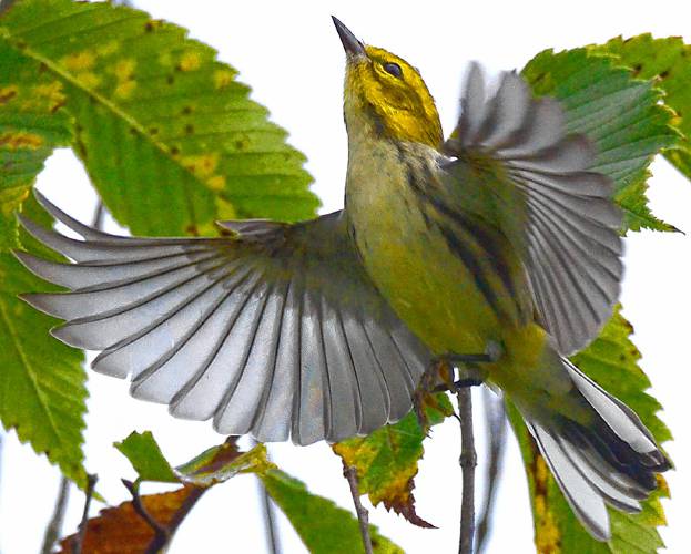 This juvenile black-throated green warbler, which weighs the same as two nickels, is starting a journey of 2,000 miles or more. This juvenile black-throated green warbler, which weighs the same as two nickels, is starting a journey of 2,000 miles or more.
