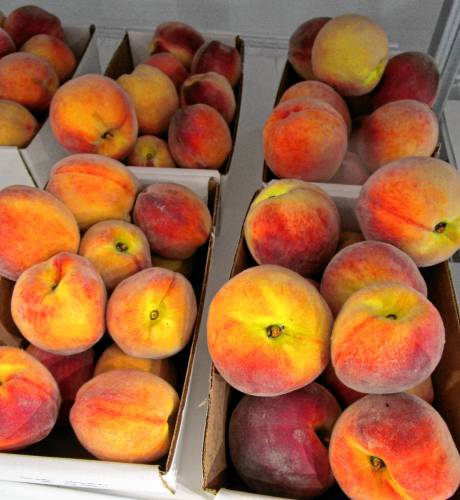 The Peach Fest was particularly welcome this year because, as I’m sure most readers recall, we had no local peaches in 2023 at all because a late frost hit the fruit trees at a critical time. I am so accustomed to our agricultural seasons here in New England that I felt as though my body went through peach withdrawal last August and September.