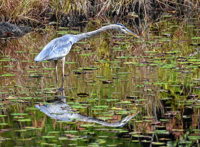 A great blue heron cranes its neck forward, patiently waiting for prey at Satan’s Kingdom Wildlife Management Area in Northfield. A great blue heron cranes its neck forward, patiently waiting for prey at Satan’s Kingdom Wildlife Management Area in Northfield.
