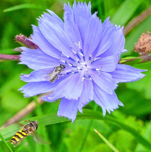 This common chicory flower was bustling with activity. A small native bee species was looking for nectar, while a hoverfly species was waiting for a chance to grab some pollen. This common chicory flower was bustling with activity. A small native bee species was looking for nectar, while a hoverfly species was waiting for a chance to grab some pollen.