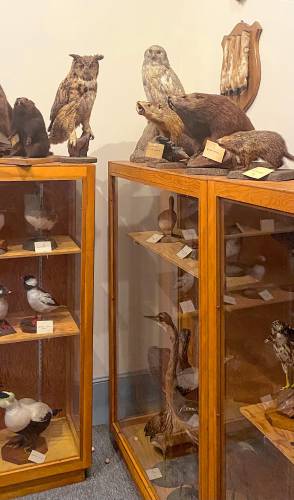 The Powers Institute Museum in Bernardston includes a taxidermy collection by Bernardston-born citizen naturalist Luman R. Nelson. The room features more than 150 mounted species of birds and mammals collected by Nelson during the first half of the 1900s. Among the many mammals in the collection is a fisher cat, an albino red fox and an albino porcupine. The Powers Institute Museum in Bernardston includes a taxidermy collection by Bernardston-born citizen naturalist Luman R. Nelson. The room features more than 150 mounted species of birds and mammals collected by Nelson during the first half of the 1900s. Among the many mammals in the collection is a fisher cat, an albino red fox and an albino porcupine.