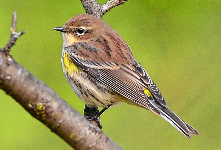 This yellow-rumped warbler posed in just such a way that you can see the yellow patches near its “armpits” and a hint of the signature yellow patch on its rump. This yellow-rumped warbler posed in just such a way that you can see the yellow patches near its “armpits” and a hint of the signature yellow patch on its rump.
