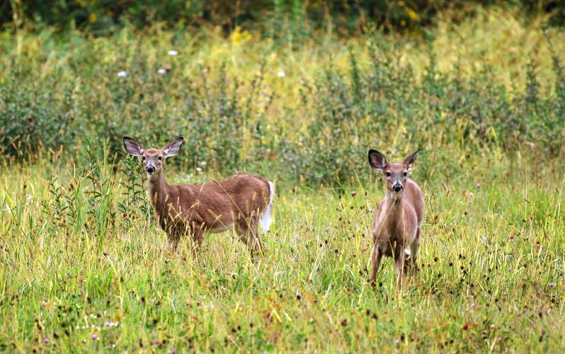Two deer in Deerfield look up while grazing in a field. Two deer in Deerfield look up while grazing in a field.