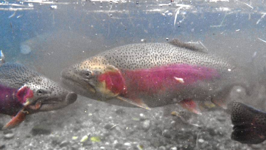Advocates for the Deerfield River affirmed their support for a request to the Division of Fisheries and Wildlife asking the agency to cease stocking rainbow trout, pictured at the Bitzer Hatchery in Montague, in the upper Deerfield River on Thursday. Advocates for the Deerfield River affirmed their support for a request to the Division of Fisheries and Wildlife asking the agency to cease stocking rainbow trout, pictured at the Bitzer Hatchery in Montague, in the upper Deerfield River on Thursday.
