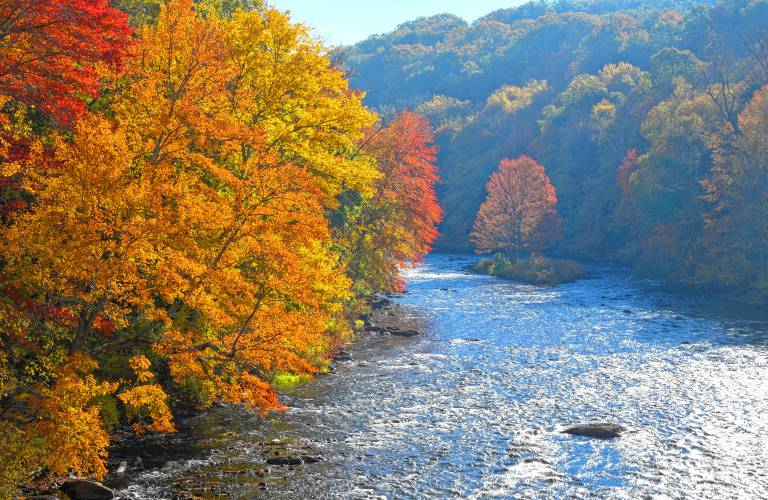 Foliage peaks through as the fog dissipates along the river in Millers Falls. Foliage peaks through as the fog dissipates along the river in Millers Falls.
