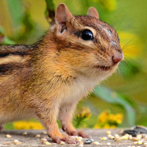 The distinctive patch of missing fur on the nose of this eastern chipmunk allowed me to reliably recognize her. I named her Roughhouse Rosie. The distinctive patch of missing fur on the nose of this eastern chipmunk allowed me to reliably recognize her. I named her Roughhouse Rosie.