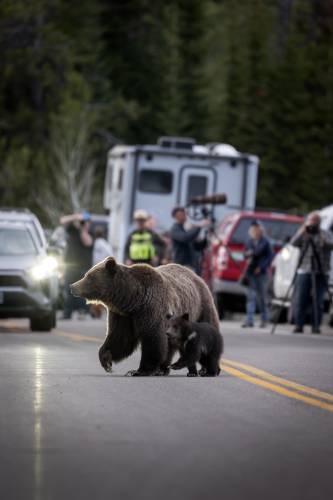 In this undated photo provided by Grand Teton National Park a grizzly bear known as No. 399 walks along side a cub.