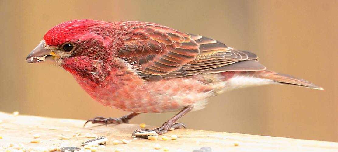 This male purple finch has been seen on my deck for the past two to three weeks. This species is a “bonus bird” that has been added to the regular winter guest list for 2024-25. This male purple finch has been seen on my deck for the past two to three weeks. This species is a “bonus bird” that has been added to the regular winter guest list for 2024-25.