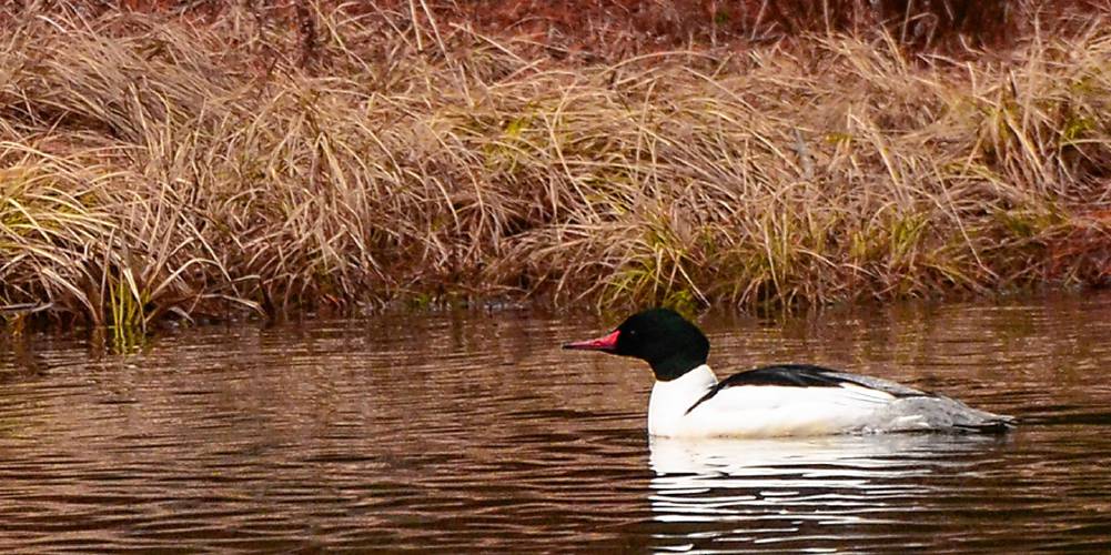 The predictable and dependable schedules of some of our feathered friends, like this adult male Common Merganser, can bring a sense of calm and normalcy during stressful times. The predictable and dependable schedules of some of our feathered friends, like this adult male Common Merganser, can bring a sense of calm and normalcy during stressful times.