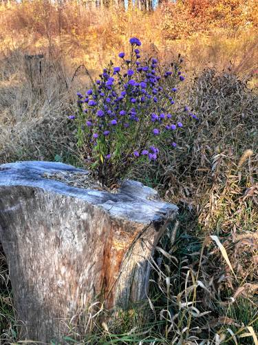 A roadside aster bursts out of a roadside tree stump, a testament to nature’s striking vitality. A roadside aster bursts out of a roadside tree stump, a testament to nature’s striking vitality.