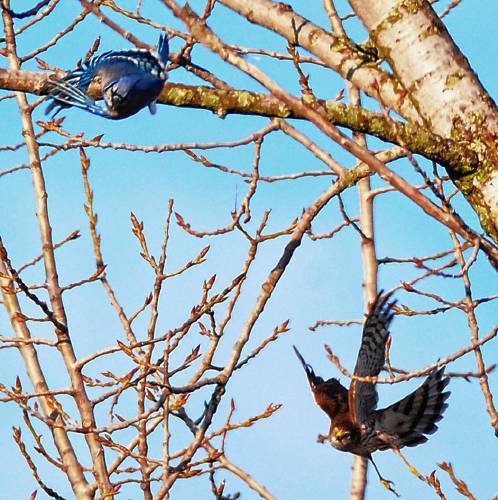 A blue jay (top left) and an immature sharp-shinned hawk (bottom right) take flight from an eastern cottonwood during an ongoing feud that was amusing to observe. A blue jay (top left) and an immature sharp-shinned hawk (bottom right) take flight from an eastern cottonwood during an ongoing feud that was amusing to observe.