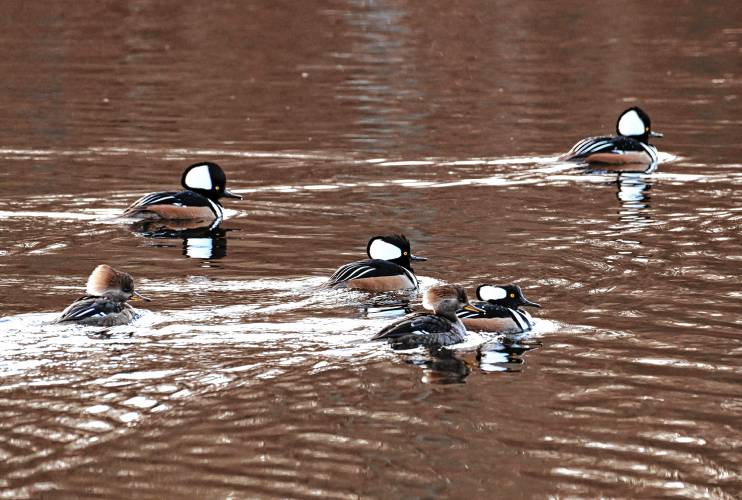 A group of hooded mergansers floating on Silver Lake in Athol, occasionally diving for fish. The males, with their distinct black and white crested head feathers, stand out from the females, who have cinnamon-colored crests. They can be found year-round on open water but breed north of here, making use of cavities in trees to reproduce, according to Cornell University. A group of hooded mergansers floating on Silver Lake in Athol, occasionally diving for fish. The males, with their distinct black and white crested head feathers, stand out from the females, who have cinnamon-colored crests. They can be found year-round on open water but breed north of here, making use of cavities in trees to reproduce, according to Cornell University.