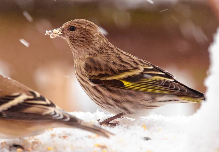 This pine siskin was mixed in with a flock of American goldfinches that was visiting my deck during last week’s snowstorm. This pine siskin was mixed in with a flock of American goldfinches that was visiting my deck during last week’s snowstorm.