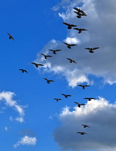 Pigeons are silhouetted against the sky as they circle the Bridge of Flowers in Shelburne Falls. Pigeons are silhouetted against the sky as they circle the Bridge of Flowers in Shelburne Falls.
